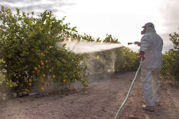 Best Termite Control Services  in Golden Beach, MD